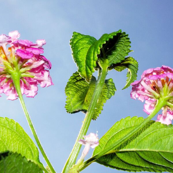 Lantana camara Flower