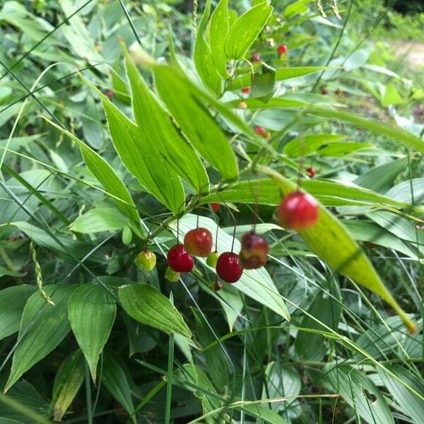 Streptopus lanceolatus Fruit