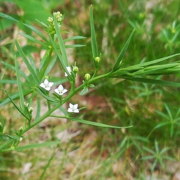 Thesium alpinum Other