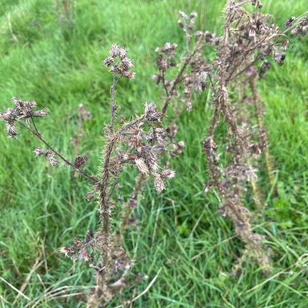 Cirsium palustre Yaprak