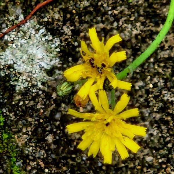 Pilosella piloselloides Blüte