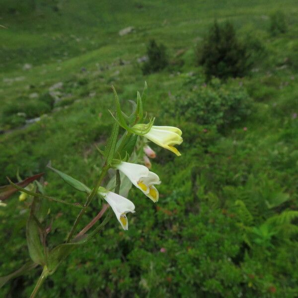 Melampyrum pratense Blomst