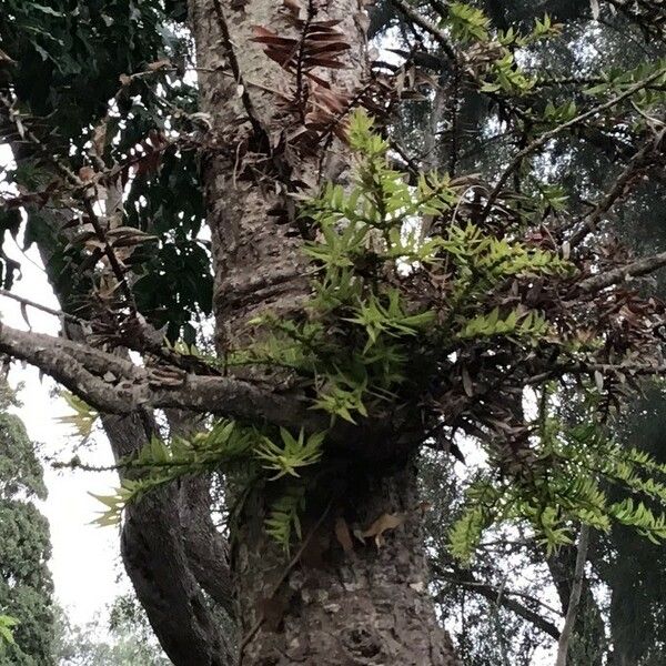 Araucaria bidwillii Leht