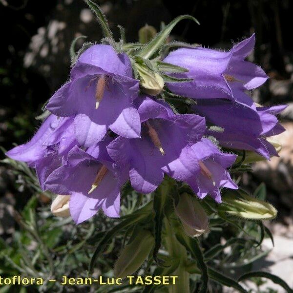 Campanula speciosa Flower