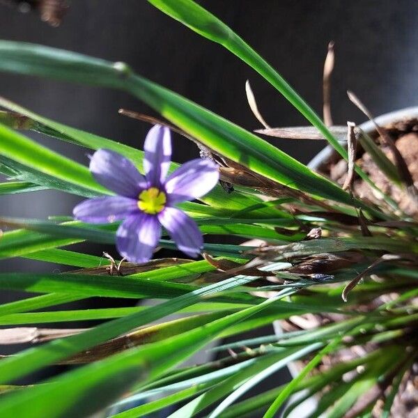 Sisyrinchium angustifolium Bloem