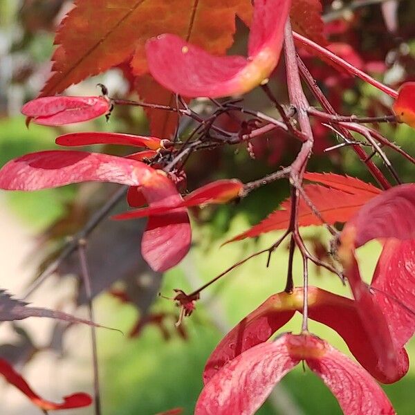 Acer palmatum Frutto