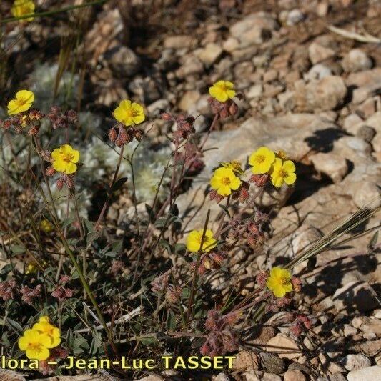 Helianthemum cinereum Habitat