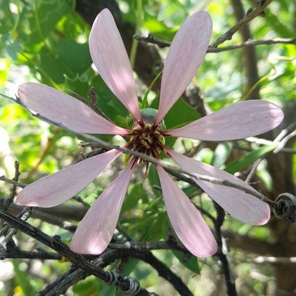 Mutisia spinosa Flower