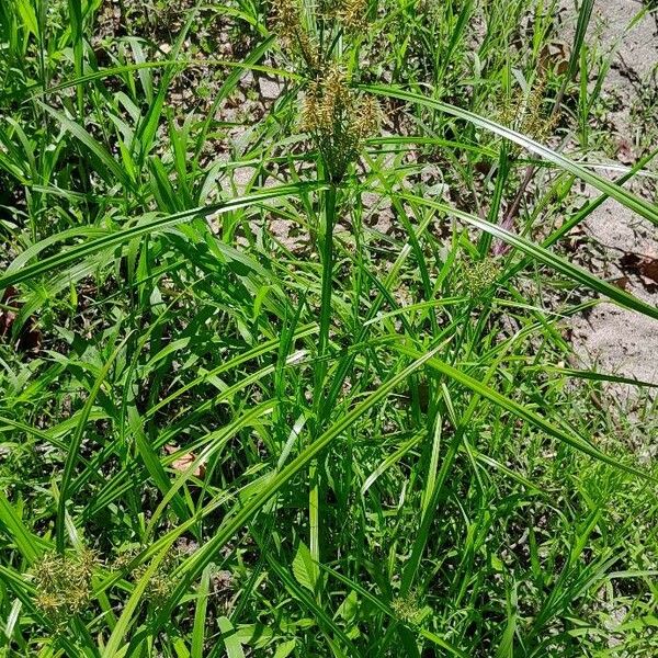 Cyperus esculentus Хабит