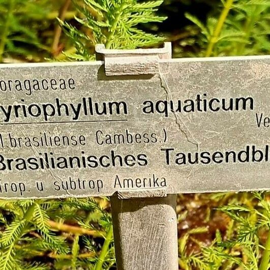 Myriophyllum aquaticum autre