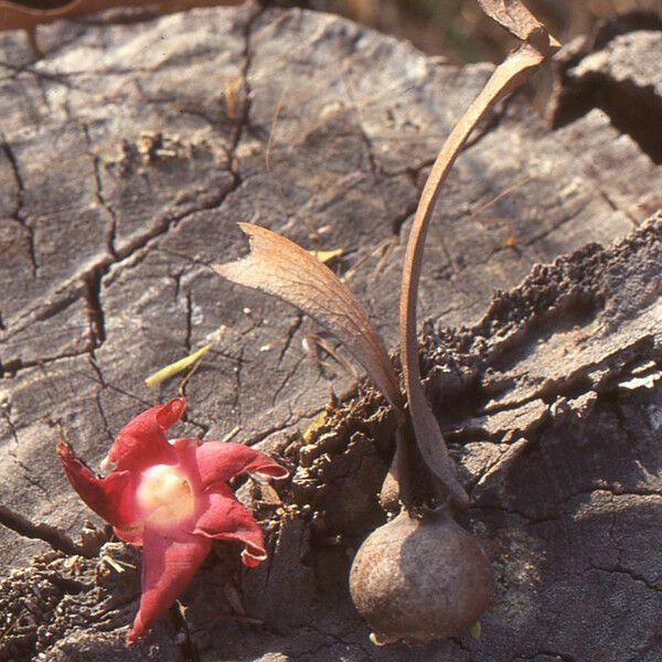 Dipterocarpus obtusifolius Autre