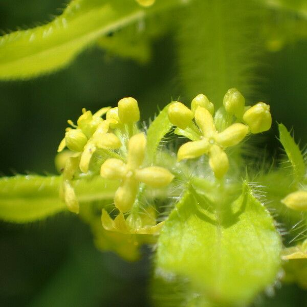 Cruciata laevipes Flower