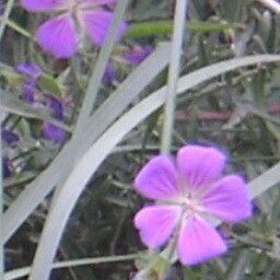 Geranium wallichianum Flower