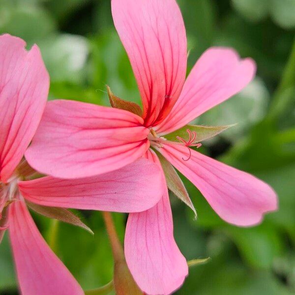 Pelargonium peltatum Blüte