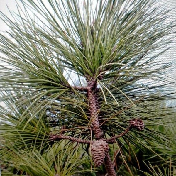 Pinus pinaster Fruto