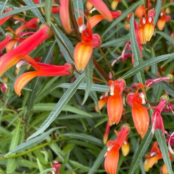 Lobelia laxiflora പുഷ്പം