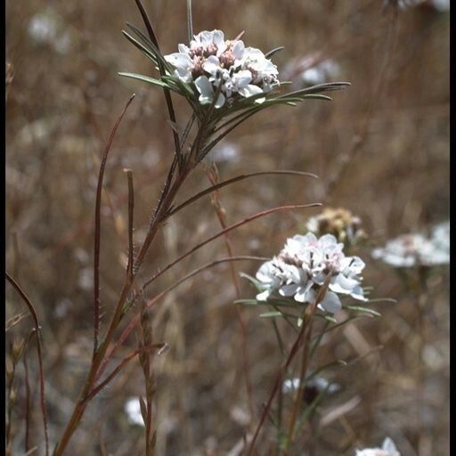 Calycadenia multiglandulosa Λουλούδι