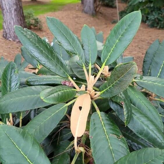 Rhododendron rex Leaf