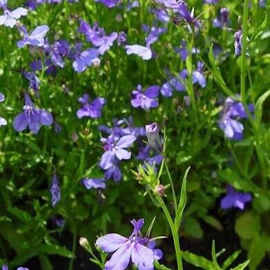 Lobelia erinus موطن