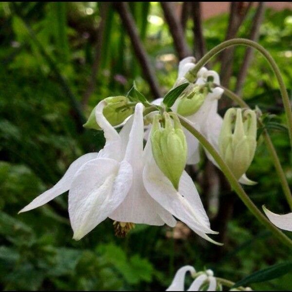 Aquilegia vulgaris Çiçek