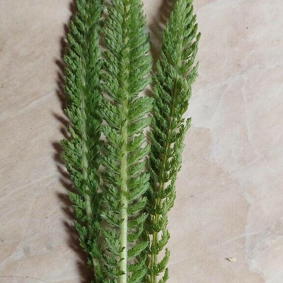 Achillea pannonica Ліст