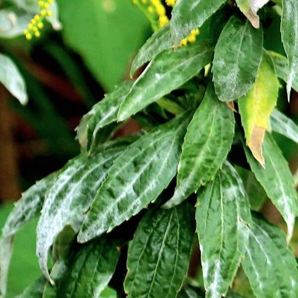 Solidago rugosa List