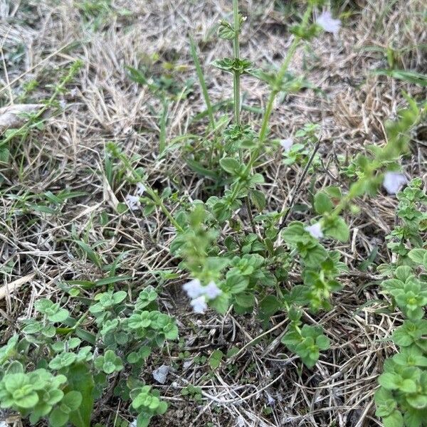 Mentha pulegium Ліст