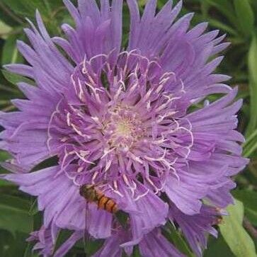 Stokesia laevis Flors