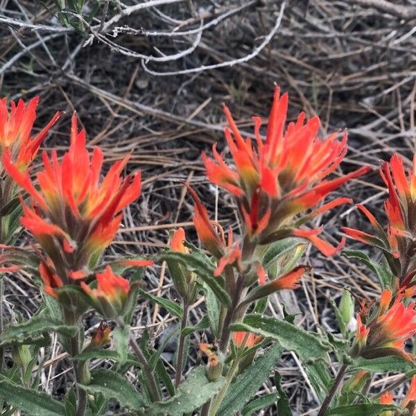 Castilleja pruinosa Flower