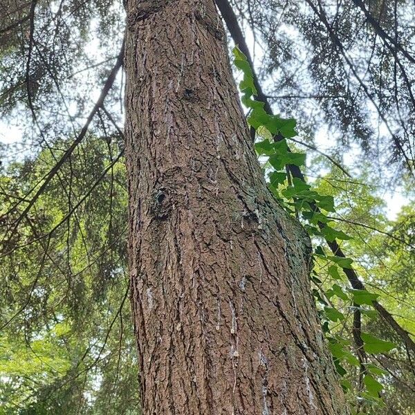 Tsuga diversifolia Cortiza