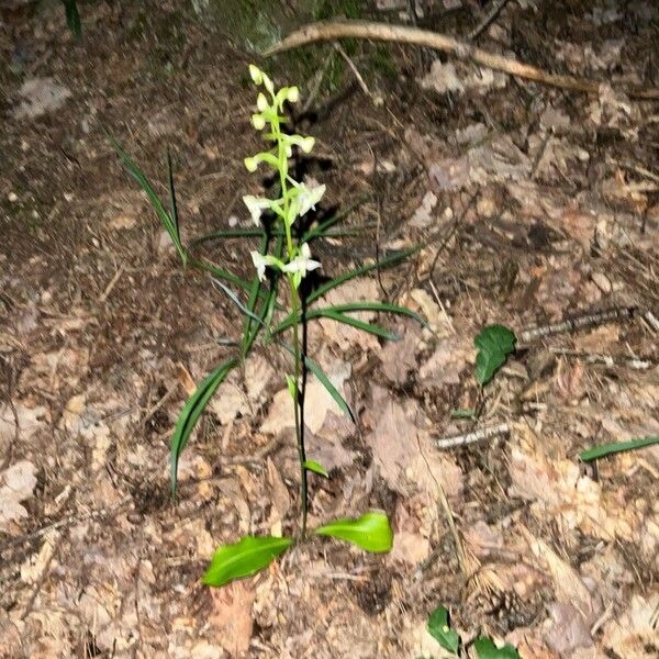 Platanthera chlorantha Elinympäristö