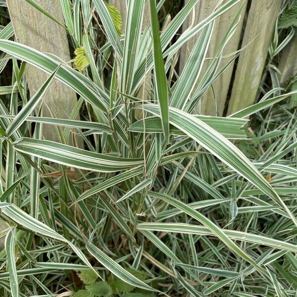 Phalaris arundinacea Leaf