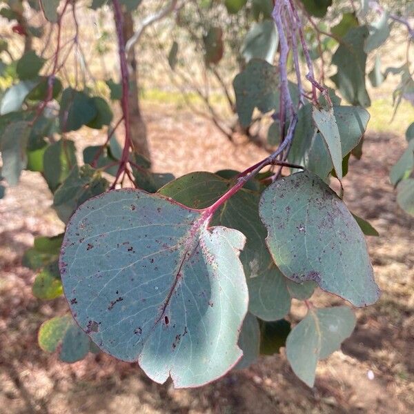 Eucalyptus polyanthemos Leaf