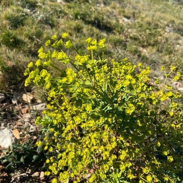 Euphorbia segetalis Tervik taim