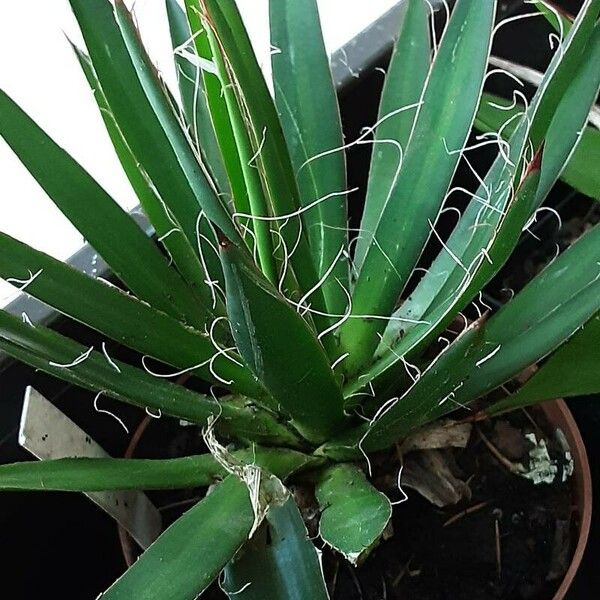 Agave filifera Leaf