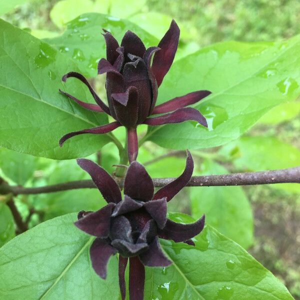 Calycanthus floridus Blomma