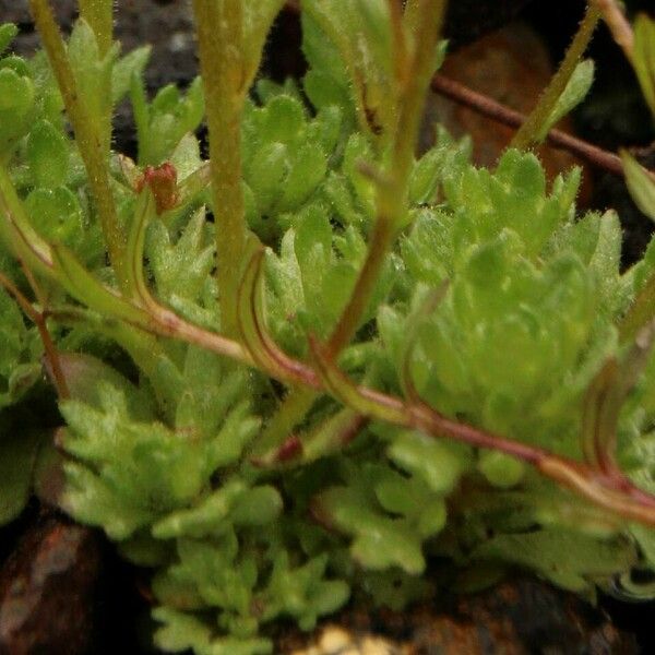 Saxifraga cespitosa 葉