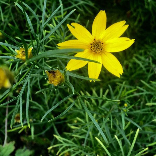 Coreopsis verticillata Flor