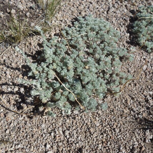 Artemisia frigida Ліст