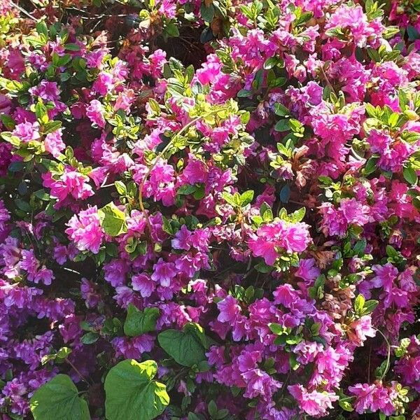 Rhododendron ferrugineum Habitus