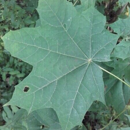 Acer platanoides Інше