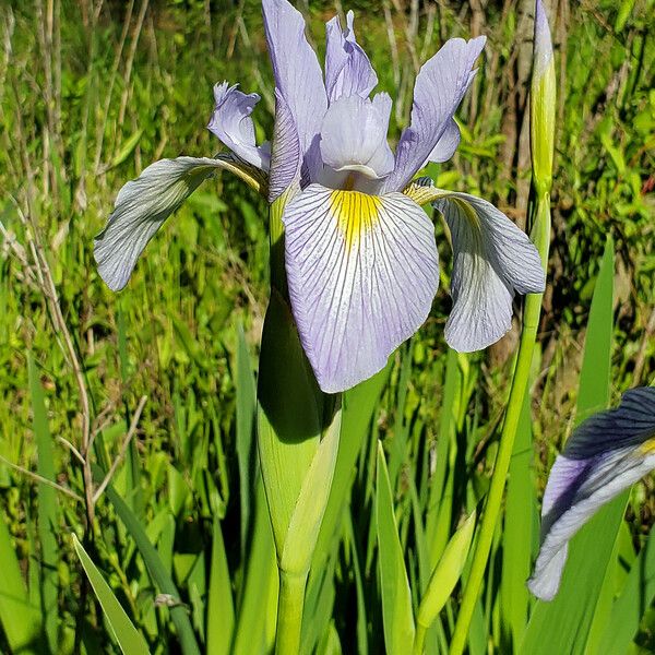 Iris virginica Fleur