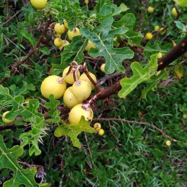 Solanum linnaeanum Frutto