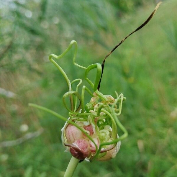 Allium vineale Flor