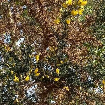 Ulex europaeus Bloem