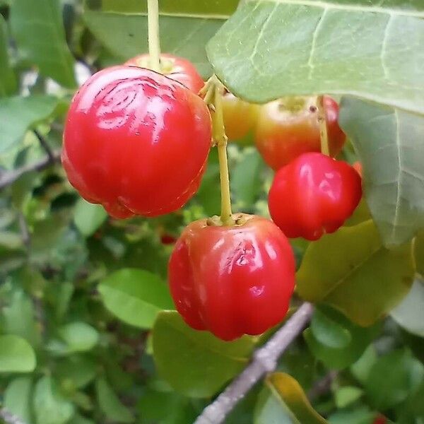 Malpighia emarginata Fruit