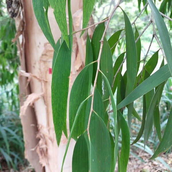 Melaleuca leucadendra Leht