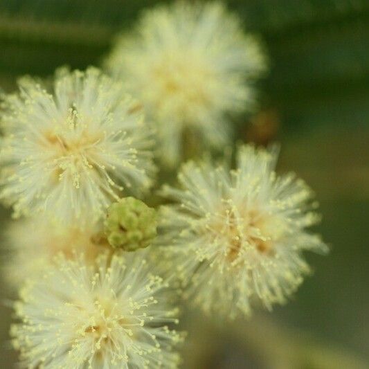 Acacia mearnsii Annet