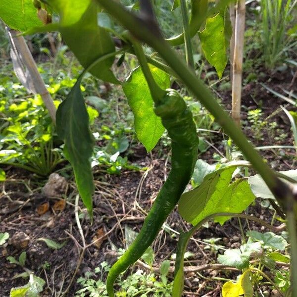 Capsicum baccatum ഫലം