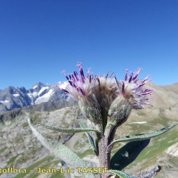 Saussurea alpina 花